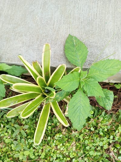 The scene depicts a close-up, overhead view of vegetation growing adjacent to a light grey concrete surface in Abbireddygudem, India. A variegated plant with strap-like, green leaves featuring cream-colored margins forms a rosette in the lower-left quadrant, its central cup appearing dark, possibly containing water. To its right, a green herbaceous plant with serrated leaves and visible venation grows upright. The lower portion of the image shows a dense ground cover of various smaller green plants, including some clover-like species, interspersed with dried brown plant debris on dark soil. The concrete surface occupies the upper portion, exhibiting a coarse texture with minor imperfections. No individuals or animals are present.
