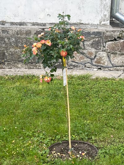 A small rose bush with orange and pink flowers is planted in a dark circular border filled with mulch and fallen petals. The bush is supported by a bamboo stake. The scene is set against a backdrop of a stone wall and a white-washed textured wall, with a metal downspout visible on the right. The ground is covered in green grass with scattered small weeds and fallen petals. The image is taken outdoors in daylight. The location is identified as Bar, Ukraine.