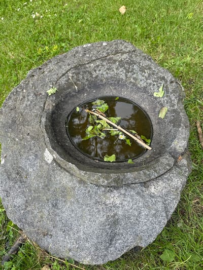 A rough, gray stone basin filled with dark water sits on a grassy area. The basin has a wide, irregular shape with a circular depression in the center that holds the water. Several green leaves and a twig with more leaves are floating in the water, along with a single small white daisy. The surrounding ground is covered in green grass, with scattered white flowers and some fallen leaves. The scene appears to be outdoors in a natural setting, possibly a garden or park. This stone basin is located in the grounds of Castlecomer House, a historic estate in Castlecomer, County Kilkenny, Ireland.