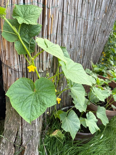 A high-angle medium shot captures a cucumber plant with large green leaves and a single yellow flower. The plant is growing out of a brown pot, which is partially visible in the upper right of the frame. A rustic woven mat made of light-colored reeds or bamboo covers the foreground and runs diagonally across the image. The mat is bound together with thin green string. Behind the mat, on the right side, is a weathered, rough-textured wooden plank. Tall green grass is visible behind the pot and the wooden plank, suggesting an outdoor setting. The lighting indicates it is daytime, possibly sunny, given the bright yellow of the flower and the clear visibility of the plant's details. The scene appears to be a garden or a patio area. There is no visible text in the image. The location context is Ćwiklice, Poland.