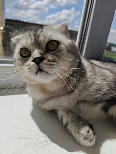 In the city of Alashayka, Russia, a close-up, eye-level shot captures a Scottish Fold cat with distinctive folded ears and large, round, amber eyes. The cat has tabby markings in shades of grey and black, with lighter fur on its chest and muzzle. Its long, white whiskers fan out prominently against the background. The cat is resting on a white surface, possibly a windowsill, with a bright, sunlit outdoor scene visible through a window behind it. The background shows a blue sky with scattered white clouds, a distant building with a dark, tiled roof, and a hint of greenery. The lighting creates distinct shadows of the cat's whiskers on the white surface.