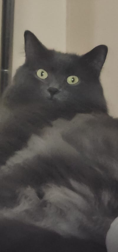 A fluffy, dark gray cat with bright green eyes is looking directly at the camera. The cat is positioned in the center of the frame and its head is slightly tilted. The cat's fur is long and appears soft. The background is a plain, light-colored wall, with a dark vertical object on the left side of the image that could be a railing or a piece of furniture. The image appears to be taken indoors. There is no indication of the location in Saint-Jean-sur-Richelieu, Canada.