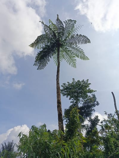 The image displays an upward-angled view of a natural environment in Nanlao, China. A single, very tall, slender tree with a brown, textured trunk dominates the central-left portion of the frame, extending from the lower edge to the upper edge. Its crown consists of a radial arrangement of large, green, pinnate, fern-like fronds. To the right of this prominent tree, several other trees with dense green foliage are visible, appearing shorter and bushier. The lower portion of the image is filled with lush green leaves and plant growth, forming a dense understory. The sky above is light blue, featuring scattered white cumulus clouds, notably in the upper left. A small, dark avian silhouette is visible in flight in the upper right quadrant of the sky. No human subjects or man-made structures are present.