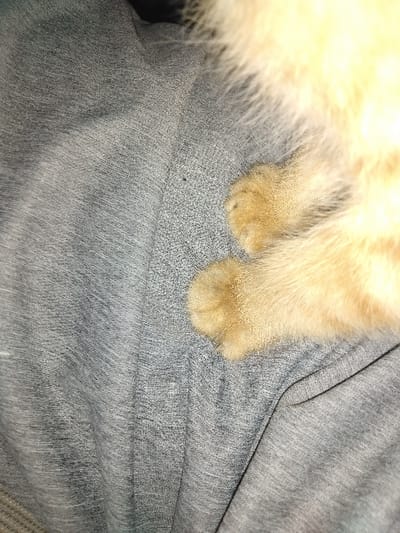 The scene depicts a close-up, top-down view of a light orange-furred domestic cat resting on a grey, heathered fabric surface. The cat's right foreleg and two paws are visible in the lower-right quadrant, with its body extending out of frame to the right. The visible paws are light orange, matching the cat's fur, and small claws are slightly extended from the front-most paw. The grey fabric, possibly a blanket or clothing, shows minor creases and folds, indicating a soft texture. Small dark specks, consistent with lint or dust, are present on the fabric surface. The lighting is diffuse. The environment is indoors. No specific identifying features are present in the image to determine a precise location within Yellowknife, Canada.
