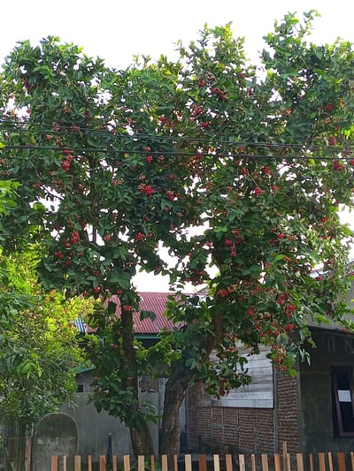A mature tree with abundant red fruit and green leaves stands prominently in front of a residential building. The tree has multiple trunks and branches, with the fruit clustered on thin stems. Behind the tree, a house with a corrugated metal roof and brick and wooden walls is visible. A fence made of vertical wooden planks runs along the foreground. The scene suggests a typical domestic setting in Uruekanoe, Indonesia.