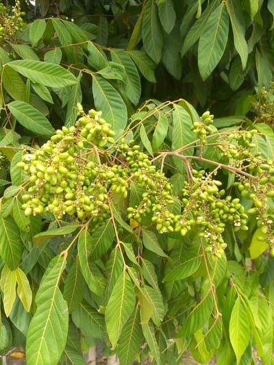 This media file is a close-up, eye-level shot of a branch laden with unripe, green fruits and small white flowers. The branch is positioned in the upper right quadrant of the frame, extending diagonally across the image. The fruits are oval-shaped and clustered densely together. Surrounding the fruiting branch are numerous large, green leaves with prominent yellow veins. The leaves are arranged in an overlapping pattern, creating a lush, dense foliage backdrop. The lighting suggests it is daytime, likely under natural sunlight, with some shadows visible within the foliage. The scene appears to be outdoors, possibly in a garden or natural setting, given the abundance of plant life. There are no people or specific objects other than the plant itself. The context provided indicates the location as Kutabaro, Indonesia, suggesting a tropical or subtropical environment where such plants might flourish. No text is visible in the image.