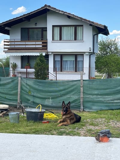 The image shows the exterior of a two-story house in Klenovik, Bulgaria. The house is white with a dark brown roof and wooden balconies. The ground is covered in green grass. A green privacy screen runs along the property line. A German Shepherd dog sits near the right side of the frame, and several buckets and a yellow hose are scattered in the grass. An electrical outlet covered in protective equipment is visible behind the dog. A chain-link fence separates the property from the adjacent house.