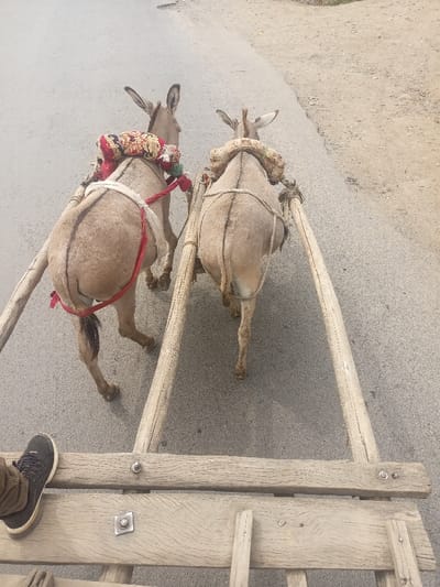 This image captures a forensic overhead view from the front of a wooden cart, depicting two light-brown donkeys actively pulling the cart forward on a road in Kiamaina ward, Kenya.

**Subjects:**
*   **Donkeys (2):** Both donkeys are light brown/tan, with their backs to the viewer. The donkey on the left wears a multicolored saddle blanket (red, gold, green patterns) and white rope harnesses with red straps around its hindquarters. Its dark tail is partially visible. The donkey on the right wears a light-colored, possibly padded, collar around its neck/shoulders and light-colored rope harnesses.
*   **Human (1):** A human foot, wearing a dark blue/black sneaker and brown pants, is visible in the lower-left foreground, resting on the wooden cart structure.

**Objects:**
*   **Wooden Cart:** The primary viewing perspective is from the wooden bed of a rudimentary cart or wagon. Two thick, light-colored wooden shafts extend forward, attaching to the donkeys. The cart's wooden planks are weathered, secured by visible metal bolts and a square metal plate.
*   **Road Surface:** The donkeys are moving on a grey asphalt road. To the right of the asphalt, an unpaved, lighter-brown dirt or gravel shoulder is present.

**Actions/Interactions:**
The donkeys are engaged in locomotion, pulling the wooden cart forward. The human subject is situated within the cart, indicating conveyance.

**Environment:** The scene is outdoors, on a road featuring both paved and unpaved sections. The lighting suggests daylight. No identifiable buildings or specific geographical features are visible beyond the road surface.