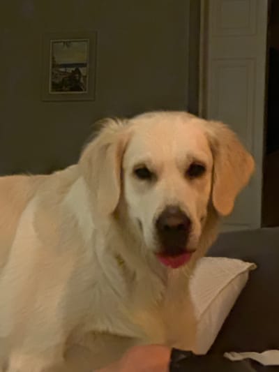 The image shows a light-colored dog with its tongue slightly out, resting on a couch. The dog is the primary subject, filling most of the frame. In the background, a framed picture hangs on a wall, and a door is visible. The lighting suggests an indoor setting, likely a home. The city and country are not discernible from the visual information provided in the image.