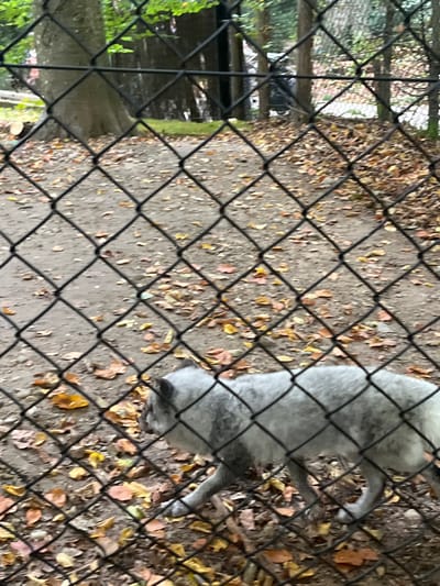 An arctic fox with mottled grey and white fur walks from right to left across an outdoor enclosure. The ground is composed of dirt, sparsely covered with scattered autumn leaves in shades of brown and orange. A black chain-link fence, in sharp focus, occupies the foreground, partially obscuring the view of the animal and its habitat. In the background, several trees with visible trunks and green foliage are present. This scene is located within the Parc Zoologique et Botanique de Mulhouse, France.