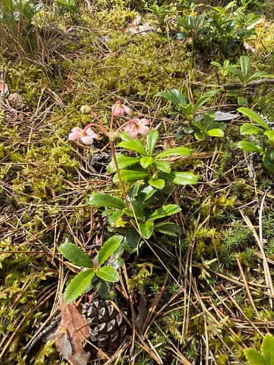 The image depicts a close-up view of the forest floor in Šakimas, Lithuania, on a sunny day. The scene is dominated by a small cluster of plants with glossy green leaves and delicate pink flowers, possibly part of the ericaceous family. These plants are nestled amongst a carpet of moss, dried pine needles, and a few pinecones, suggesting a coniferous forest environment. The sunlight filters through the canopy, creating patches of light and shadow on the ground, highlighting the textures of the moss and vegetation. No people are visible in the image. The overall impression is one of a natural, undisturbed woodland setting.