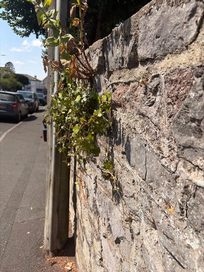 The image depicts a close-up view of a weathered stone wall in Torquay, United Kingdom, on a sunny day. Green ivy and some dry, brown foliage grow from the top of the wall. To the left of the wall, a paved road is visible, with a row of parked cars. The cars are dark-colored, and one appears to be a hatchback. A gray wooden post stands vertically along the edge of the road, adjacent to the wall. The background shows residential buildings and trees under a clear blue sky. The perspective is from street level, looking upwards towards the top of the wall and foliage.