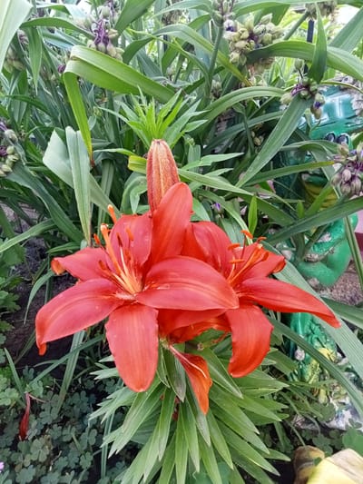 The image showcases a close-up view of vibrant orange lilies in bloom, set against a backdrop of lush green foliage. The lilies are the primary subjects, with their large, trumpet-shaped petals prominently displayed. Some of the lilies are fully open, revealing their delicate stamens and pistils, while others are still in bud, hinting at future blooms. The surrounding greenery consists of long, slender leaves, typical of lilies, and smaller, clover-like plants growing at the base.

In the background, a decorative green garden gnome, partially obscured by the plants, adds a whimsical touch to the scene. The gnome appears to be a frog, with its characteristic features visible. The setting is an outdoor garden, likely in a residential area, given the presence of the garden ornament.

The lighting suggests it is daytime, with soft natural light illuminating the flowers. There are no visible signs of specific weather conditions, though the presence of dew drops on the lily petals might indicate recent rain or morning moisture. The overall mood conveyed is one of natural beauty and tranquility, highlighting the vibrancy of the summer garden. The location context of Stavchyntsi, Ukraine, places this scene within a specific geographical and cultural setting, evoking the charm of a Ukrainian garden. There is no visible text in the image.