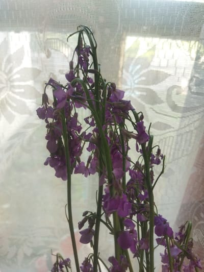A close-up, vertical shot displays a bouquet of wilting purple flowers against a sheer, white lace curtain. The flowers, with their delicate petals and thin stems, are the primary subject. They appear to be in various stages of decay, some drooping and browning, while others still retain a hint of their original vibrant color. The curtain behind them is translucent, allowing diffused light to pass through, casting subtle shadows and creating a hazy, atmospheric background. The pattern of the lace is visible, adding a textural element to the scene. The overall impression is one of gentle decay and fading beauty, a common theme in still life compositions. The image was captured in the city of Sosnivka, Ukraine.