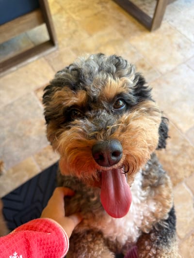 A close-up, high-angle shot shows a small, curly-haired dog with a black nose and a long, pink tongue hanging out. The dog has a tan and black coat. A person's hand wearing a red, long-sleeved shirt with a white snowflake design is visible, gently touching the dog. The background consists of beige tiled flooring and wooden furniture. The scene appears to be an indoor setting, possibly a home or a public space with a pet-friendly policy. The image was taken in Pinecrest, United States of America.