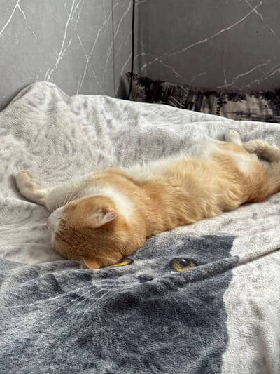 An orange and white cat is sleeping on its back on a plush blanket. The blanket is gray with a large black and white cat face pattern. The cat's eyes are closed, and its paws are tucked in. The background consists of a marble-patterned wall and a dark, patterned fabric. The scene appears to be indoors, possibly in a bedroom or living room, in a residential setting. There are no people visible in the image. The lighting suggests it is daytime, with natural light casting shadows on the blanket. The location is identified as a residential area in the city of Birsk, Russia.