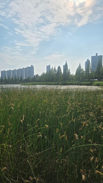 The image depicts a serene natural landscape in the city of Ansan, South Korea, likely within or adjacent to a park or wetland area. In the foreground, dense, tall green reeds with seed heads dominate the frame, suggesting a marshy or lakeside environment. Beyond the reeds, a body of water is visible, its surface reflecting the sky and possibly containing some light debris or algae. In the middle ground, a line of coniferous trees forms a natural buffer between the water and the urban development. The background is characterized by a skyline of numerous modern, multi-story apartment buildings, indicative of a densely populated residential area. The sky is a pale blue with scattered white clouds, and the sunlight suggests it is daytime, possibly late morning or early afternoon. There are no people or animals visible in the scene. The overall impression is one of a harmonious blend of urban life and natural environment.