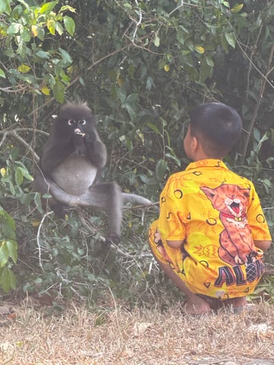 A child in a bright yellow cartoon shirt kneels on a grassy area, peering down into a tree. In the tree, a dusky langur monkey with prominent white rings around its eyes sits and eats. The monkey is in the lower left of the image, surrounded by green leaves and small branches.