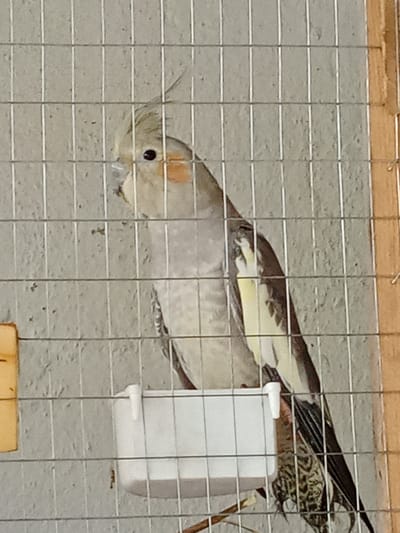 The media file shows a cockatiel perched inside a cage. The bird is light gray with yellow and orange markings on its face and wings. It is facing to the left, with its crest raised. A white food or water dish is attached to the inside of the cage, below the bird. The background is a textured, light gray wall, and the cage is made of silver metal bars. A wooden frame is visible on the right side of the image. The scene appears to be indoors, possibly a home or aviary, in Karshi City, Uzbekistan. There is no text visible in the image. The lighting suggests it is daytime.