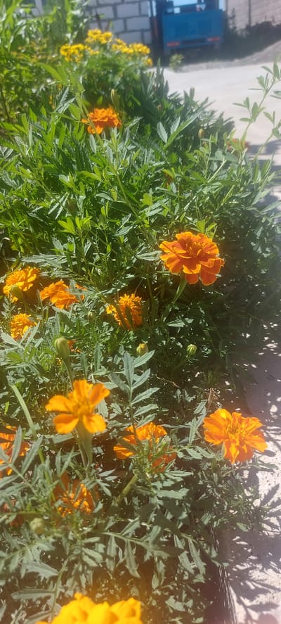 The image captures a close-up view of a flower bed featuring vibrant orange marigolds in full bloom, interspersed with green foliage. In the background, a blurry blue vehicle is partially visible, parked near a light-colored brick wall and a fence. The scene appears to be outdoors, possibly in a residential area or along a pathway, with shadows cast by the sunlight suggesting a daytime setting. The focus is on the flowers and greenery, with the background elements out of sharp focus. The specific location within Ынтымак, Kyrgyzstan, is not identifiable from the visual information alone.