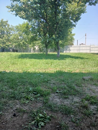 This image depicts an outdoor scene with a clear blue sky and bright sunlight, suggesting it is daytime, likely a sunny day. The foreground is divided into two distinct areas: a patch of well-maintained green grass on the left, and a strip of sparser, drier ground with some weeds on the right. A mature tree with abundant green foliage stands prominently on the left side of the frame, casting a shadow across the grass. Behind the tree and the grass, a tall, grey metal fence with barbed wire along the top runs horizontally across the image. The fence appears to be a security barrier. In the distance, beyond the fence, some buildings and structures are partially visible, though not clearly identifiable. There are also utility poles and wires visible against the sky. The overall impression is a secured outdoor area, possibly a yard or park adjacent to a facility. No people or specific activities are depicted. The location context is Vashkivtsi, Ukraine, which provides geographical and cultural context to the scene.