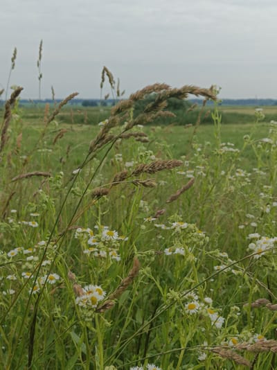 A low-angle, vertical medium shot shows a field of wild grass and white, daisy-like flowers under a cloudy sky. In the foreground, tall, brown grass stalks and thin green stems with small white flowers dominate the frame. The background features a blurry green field with a distant treeline and a pale, overcast sky. The image appears to be taken in an outdoor, natural environment, possibly a meadow or roadside verge, in the Прыбыткаўскі сельскі Савет, Belarus. No people or animals are visible.