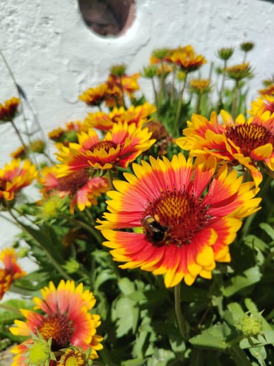 A close-up shot captures a cluster of vibrant Blanket Flower (Gaillardia) blossoms, their petals radiating outwards in a gradient of fiery red to bright yellow. The flowers are in full bloom, with some showing their intricate, dark brown centers. In the foreground, a fuzzy bumblebee is actively foraging on one of the largest flowers, its body angled towards the bloom. The background features a rough, white textured wall, likely a building exterior, with a circular opening revealing a hint of a human face reflected within. The scene is bathed in bright, natural light, suggesting daytime, and the lush green foliage peeking through the flowers indicates a garden or natural outdoor setting. The overall mood is lively and natural, highlighting the interaction between the bee and the flowers. No text is visible in the image. The location context is Узрэцкі сельскі Савет, Belarus.