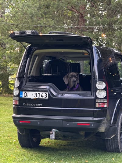 The image shows a black Land Rover Discovery parked on a grassy area, likely in Jaunbagumi, Latvia. The rear hatch of the vehicle is open, and a large gray Great Dane dog is sitting inside, looking out through the open rear window. The dog is wearing a purple collar. The car's license plate is visible and reads "OI - 3343" with "LV" indicating Latvia. String lights with illuminated bulbs are visible in the background, strung between trees. The environment appears to be outdoors, possibly a backyard or park, with trees and grass. There are some fallen leaves on the grass. The overall impression is a casual outdoor setting with a pet.