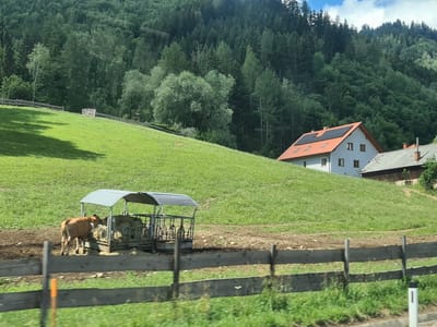 The image depicts a rural scene in St. Georgen ob Judenburg, Austria. A brown cow stands at a feeding station with hay under a metal roof. The feeding station is situated on a dirt area adjacent to a grassy slope. A wooden fence runs across the foreground, separating the feeding area from a road. In the background, a white house with a red roof and solar panels is visible on a hillside, surrounded by a dense forest. The sky above is partly cloudy.