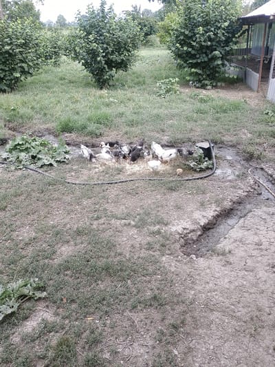 The image depicts a rural outdoor scene, likely in the village of Duztahiroba, Azerbaijan, characterized by vegetation and a small enclosure. In the foreground, a patch of dry, brown earth is covered with sparse, low-lying green grass. To the left, a large, broad-leafed green plant emerges from the ground. A muddy area is visible, bordered by a black hose that extends across the frame.
In the center of the image, a flock of domestic fowl, including chickens and possibly ducks, are gathered around what appears to be a feeding trough or a patch of food in the muddy area. Among them, a small yellow chick is visible. The birds exhibit a variety of coloration, with some being predominantly white with black markings, and others being darker.
Further in the background, several large, leafy green bushes or small trees are prominent, with dense foliage. To the right, a simple structure with a corrugated metal roof is partially visible, adjacent to a fenced enclosure made of wire mesh and metal sheeting. This enclosure suggests the presence of livestock or a coop. The overall environment appears to be a farm or a homestead with agricultural elements. The lighting suggests it is daytime, with overcast or diffused sunlight.
