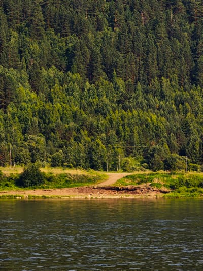 A wide, dark river occupies the foreground of the image, its surface rippled and reflecting the green of the surrounding landscape. The middle ground features a sandy bank leading to a gentle incline covered in lush green grass and some scattered trees. Further back, a dense forest dominates the scene, its trees forming a thick canopy that covers a hillside. The forest is a mix of coniferous and deciduous trees, with varying shades of green indicating different species and light conditions. A dirt path winds its way through the grassy bank, disappearing into the trees. There are power lines and poles visible, suggesting the presence of human infrastructure near the natural environment. The image appears to be taken from a boat or the opposite bank of the river, looking towards the wooded hillside. The location is the Yenisei River near Predivinsk, Krasnoyarsk Krai, Russia.