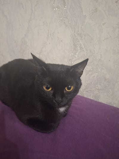 This media file features a close-up, high-angle shot of a black cat. The cat has bright yellow eyes and a small white patch on its chest. It is looking upwards, seemingly at the camera. The cat is positioned on a textured surface that appears to be a purple fabric, possibly a couch or cushion. To the left of the cat, the background is a light-colored, possibly tiled or marbled surface with some sparkling elements, suggesting a room interior. The lighting appears to be artificial, casting soft shadows and highlighting the cat's fur and eyes. The overall mood is calm and intimate, focusing on the feline subject. There is no visible text in the image. The location context provided is Prokudskoye, Russia, but there are no specific visual cues within the image to confirm this.