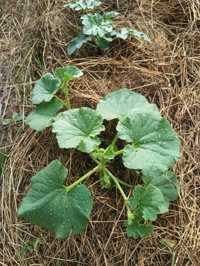 A top-down view of a young melon plant with several large, green, heart-shaped leaves covered in water droplets. The plant is growing in a bed of dry, brown straw and some green grass. The location is the city of Ryabichev, Russia.