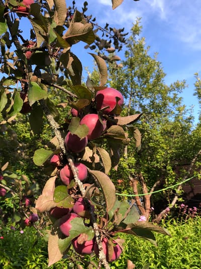 A cluster of ripe, red plums hangs from a tree branch in the SNT Krasnaya Presnya, Russia. The plums are round and have a smooth, slightly dusty skin. They are clustered together, with some of them partially obscured by the leaves of the tree. The leaves are a mix of green and a reddish-brown, with some showing signs of dryness. The tree branch is gnarled and covered in lichen. In the background, lush green foliage and trees are visible under a bright blue sky with scattered white clouds. A hint of a wooden structure or fence can be seen in the far background, along with some small pink flowers. The sunlight suggests it is daytime, likely late afternoon.