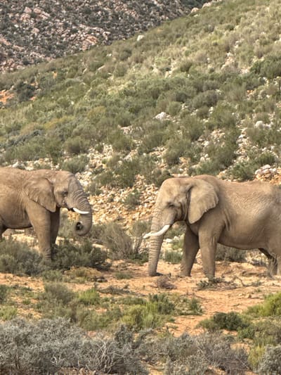 Two African elephants are seen on a rocky, vegetated slope in the Witzenberg Local Municipality, South Africa. The image is oriented vertically, depicting the elephants moving across or up an incline. The elephant in the upper portion of the frame is an adult, mostly visible from its head to its rear flank, with its trunk lowered towards the ground, and discernible tusks. The second elephant, positioned lower in the frame, is partially obscured; its head is raised with its trunk curled upwards.
The setting is characterized by a rugged, dry landscape with light brown, rocky soil interspersed with green, scrubby bushes and sparse vegetation. To the left and in the background, the terrain appears more densely rocky and darker in tone. The lighting suggests it is daytime, possibly late morning or afternoon, with soft illumination and no harsh shadows. There is no visible text in the image.