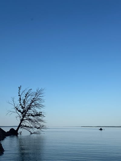The image depicts a serene seascape under a clear blue sky. In the foreground, a solitary tree with bare branches leans precariously over the water, its roots anchored to a rocky outcrop on the left side of the frame. The tree's reflection is visible in the calm, rippling water. Further in the distance, a small boat with two figures rowing is seen on the horizon, creating a sense of vastness and isolation. The background features a low-lying landmass, likely an island or coastline, and the expansive sky. The overall mood is peaceful and contemplative. The specific location in Berkuty, Russia, is not identifiable from the visual information alone.