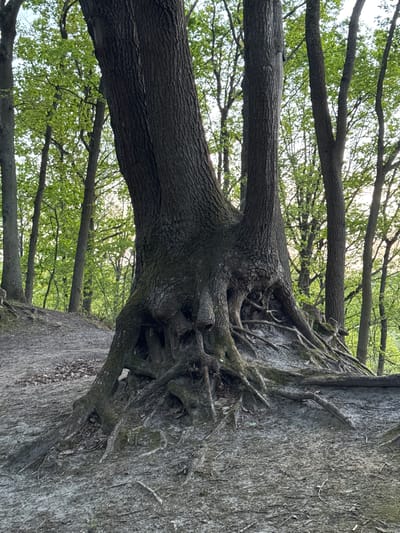 The image depicts a natural scene featuring a large, dominant tree in what appears to be a wooded area or forest in Bures-sur-Yvette, France. The tree's thick, dark brown trunk, covered in textured bark, rises vertically, though the image is oriented sideways. Its base and lower trunk are characterized by an intricate network of exposed, gnarled roots that spread out and grip a steep, vertical bank to its right. This bank has a rough, weathered, grayish-brown surface, possibly composed of soil or rock, with small pieces of debris and smaller roots embedded within it.
Beyond the main tree, in the background and extending towards the upper left, are the branches and canopies of other trees, adorned with vibrant, fresh green leaves, suggesting either spring or early summer. The sky, visible through the foliage, appears bright but diffused, indicating an overcast day or indirect sunlight. There is no specific activity taking place, as it is a static landscape shot. No people, animals, or man-made objects are visible, nor is any text present in the image. The scene conveys a sense of ancient growth and the powerful grip of nature on its surroundings.