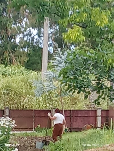 A person is gardening in a yard in Pshap, Abkhazia. The person is wearing a white t-shirt and brown pants and is holding a shovel. The yard is filled with green plants and flowers. A brown wooden fence is visible in the background. The date and time stamp "28.06.2026 20:02" is visible in the lower right corner of the image. The text "REDMI A3" is visible in the lower left corner of the image.