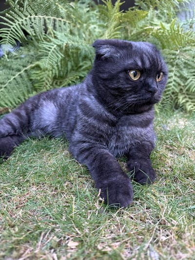 A black Scottish Fold cat with yellow eyes is lying on green grass in front of ferns. The cat is looking to the right. The scene is outdoors. There are no people or buildings visible. The location is not specified.