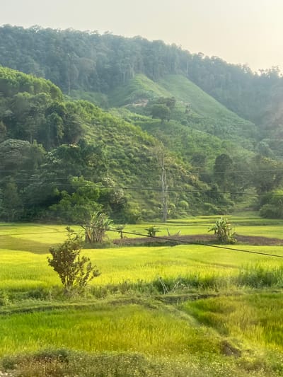 The image depicts a lush landscape in Myui, Vietnam. A steep, verdant hillside covered in dense vegetation rises on the left, its upper reaches shrouded in mist. Terraced fields of bright green rice paddies dominate the right side of the frame. A scattering of trees and plants are interspersed between the paddies. Utility poles and power lines bisect the scene, running horizontally across the middle ground. The sky is pale and overcast. There are no visible people or animals in the scene.