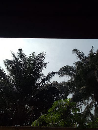 The image displays an exterior scene in Otu, Nigeria, primarily featuring dense vegetation against a light sky, framed by architectural elements. The top third of the frame is occupied by a dark, horizontal, solid structure, likely an overhead roof or beam. Below this, a light gray, overcast sky fills the middle ground. Silhouetted against the sky are the dark, broad fronds of several palm trees, occupying the central and right portions of the lower half of the frame. Below the palm trees, a cluster of brighter green foliage is visible. At the very bottom, a reddish-brown, textured wall or fence runs horizontally across the frame. A small, light blue, irregularly shaped object rests on this wall, slightly to the left of center. No individuals, animals, or discernible actions are present in the scene.