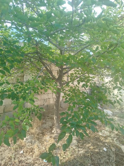 A medium shot captures a tree with abundant green leaves. The tree's branches extend outwards, some reaching towards the top of the frame. The trunk is visible in the lower right quadrant of the image, with a rough, textured bark. Behind the tree, a wall constructed of beige-colored cinder blocks serves as the backdrop. The wall appears weathered and somewhat dilapidated. The ground in front of the wall is dry and covered with dirt, small pebbles, and scattered bits of dry grass and leaves. Several pieces of white plastic trash are visible on the ground, particularly in the lower right and central areas of the image. The lighting suggests it is daytime, with sunlight filtering through the leaves and casting dappled shadows. The overall scene depicts an outdoor setting, possibly a backyard or an unkempt area, with a focus on the natural element of the tree contrasted against the man-made wall and the presence of litter. No people or animals are visible. There is no visible text in the image.