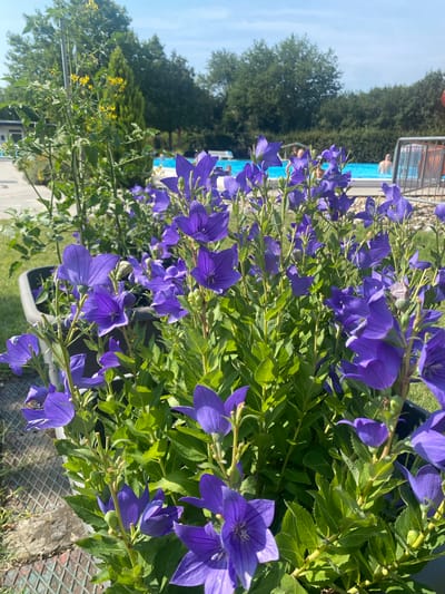 The image shows a close-up of purple bellflowers in the foreground, with a swimming pool in the background. The swimming pool is filled with blue water and surrounded by trees and greenery. Several people are visible in the pool, some swimming and others relaxing. The overall scene suggests a sunny day at a public outdoor pool. The location is identified as Deutschkreutz, Austria.