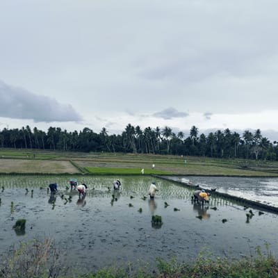 This image captures a vibrant agricultural scene in Glee Gogo, Indonesia, showcasing the manual labor involved in rice cultivation. The primary activity is the planting of rice seedlings in expansive, flooded paddy fields.
In the foreground and midground, multiple individuals, approximately eight to ten, are actively engaged in transplanting small bundles of green rice shoots. They are typically bent over, with their hands immersed in the muddy water, meticulously placing the seedlings into the prepared soil. Bundles of rice seedlings are visible floating in the water, ready for planting. The water in the paddies reflects the overcast sky and the green hues of the emerging plants. The farmers are dressed in practical work attire, some with head coverings.
The scene is dominated by the vast stretches of rice paddies, sectioned by narrow earthen dividers. In the distance, a dense line of tall palm trees, likely coconut palms, forms a dark green horizon, separating the agricultural fields from what appears to be a tropical forest or village. The sky above is heavily overcast with thick clouds, indicating a mild or potentially rainy day, which is conducive to rice planting. A faint power line tower is visible in the far background, slightly left of center, rising above the palm tree line. The immediate foreground features some dry branches and low-lying green foliage, suggesting the viewpoint is from a slightly elevated or uncultivated edge of the field.
The image depicts a diligent and traditional agricultural process, highlighting the communal effort and manual skill required for rice production in this tropical setting. There is no visible text in the image.