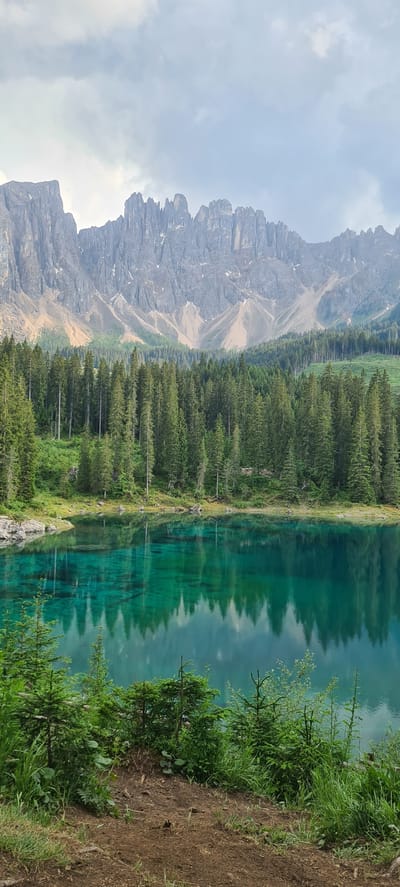 The image depicts a serene alpine lake with crystal-clear, turquoise water reflecting the surrounding environment. In the background, a jagged mountain range with sharp peaks dominates the skyline, its rocky faces textured and weathered. Below the mountains, a dense evergreen forest stretches across the landscape, with tall, slender pine trees forming a verdant wall. The lake's surface is smooth, creating a near-perfect mirror image of the trees and mountains above. The foreground is occupied by lush green grass and small evergreen saplings growing on a dirt path leading down to the water's edge. The sky above is overcast with soft, diffused light, suggesting a calm, possibly cool, day. This scene is characteristic of Lake Carezza (Karersee), located in the municipality of Welschnofen - Nova Levante, in the South Tyrol region of Italy, nestled in the heart of the Dolomites. There are no people or animals visible in the image.
