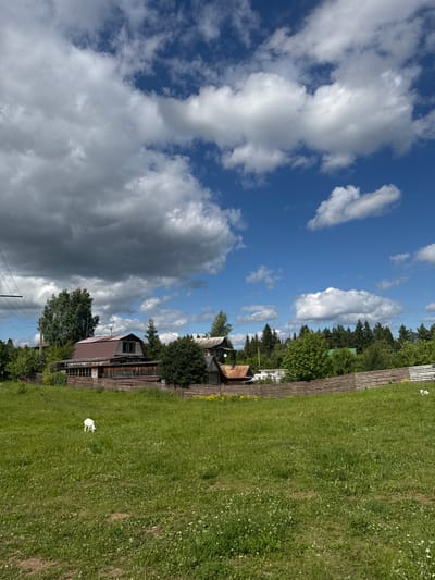 The image depicts a rural landscape in Pastukhovo, Russia, on a bright, partly cloudy day. In the foreground, a lush green meadow is dotted with small white wildflowers. A small, white goat is grazing in the meadow to the left of the frame.
In the middle ground, a rustic wooden fence encloses a cluster of buildings. The primary structure is a two-story house with a reddish-brown metal roof and wooden siding. Adjacent to it are other smaller wooden structures and outbuildings. Dense green trees form a backdrop behind the buildings, extending into the distance.
The sky is a vibrant blue, interspersed with dramatic, billowing white and grey clouds, suggesting dynamic weather conditions. The overall impression is one of a tranquil, rural setting with traditional Russian architecture.