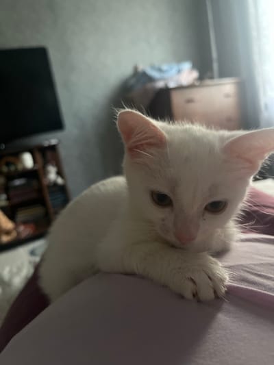 A white kitten with light brown eyes is resting on a lavender surface. The kitten is positioned with its head down, facing forward, and its paws are extended, resting on the surface. Its ears are pointed upwards. In the background, out of focus, a television screen is visible on a shelf unit to the left, and a dresser with clothes is seen to the right. The scene appears to be indoors, possibly a bedroom. The location is not specified as Dvubratskiy, Russia.