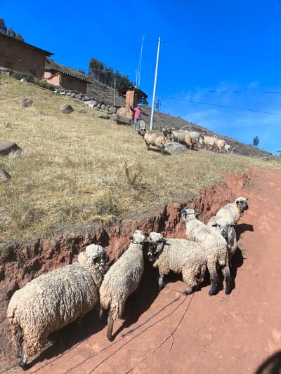 The image depicts a rural scene in San Ignacio, Peru. A man stands on a grassy hillside, seemingly directing a flock of sheep. A group of sheep are tethered with rope along a dirt path. The environment is characterized by a hillside with dry vegetation, buildings, and a clear blue sky. There is a power pole and a house structure near the shepherd.