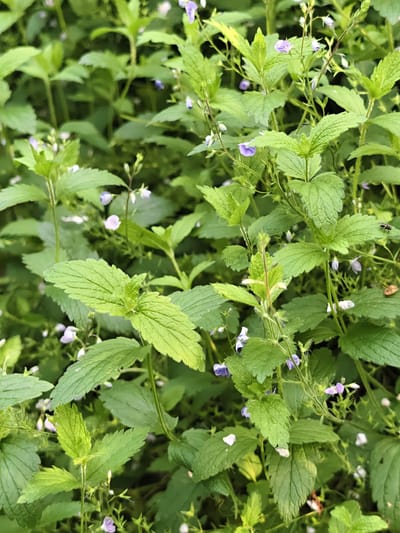 This image shows a close-up view of a dense patch of green foliage with small purple and white flowers. The plants have serrated leaves and are growing in a natural, outdoors setting, likely in a garden or wild area. One of the plants has a fly on it, and another insect is visible further down and to the right. The lighting suggests it is daytime. The scene is located in Sudak, Russia.