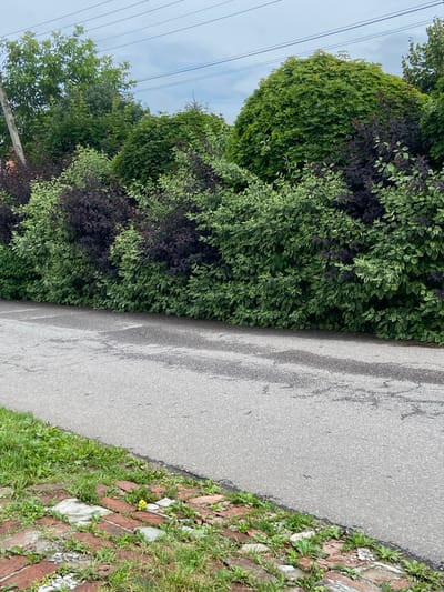 A long, dense hedgerow runs horizontally across the image, forming a vibrant green and dark purple wall of foliage. The hedgerow is comprised of multiple types of bushes, with some displaying variegated leaves of green and white, while others have deep purple leaves. Behind the hedgerow, the tops of tall trees are visible, some with lush green canopies and others with a more airy, wispy appearance. In the upper portion of the image, a series of electrical wires stretch across the sky, supported by a utility pole on the left.
The hedgerow borders a paved asphalt road that occupies the lower half of the image. The road surface shows signs of wear, with cracks and darker patches suggesting moisture or repair. To the left of the road, a patch of green grass grows amongst broken red bricks and some grey paving stones, hinting at a neglected pathway or garden edge. A single small yellow flower is visible amongst the bricks and grass. The scene appears to be an outdoor environment, possibly a residential area or a park, given the presence of the hedgerow, trees, and road. The lighting suggests an overcast or cloudy day, as there are no harsh shadows.